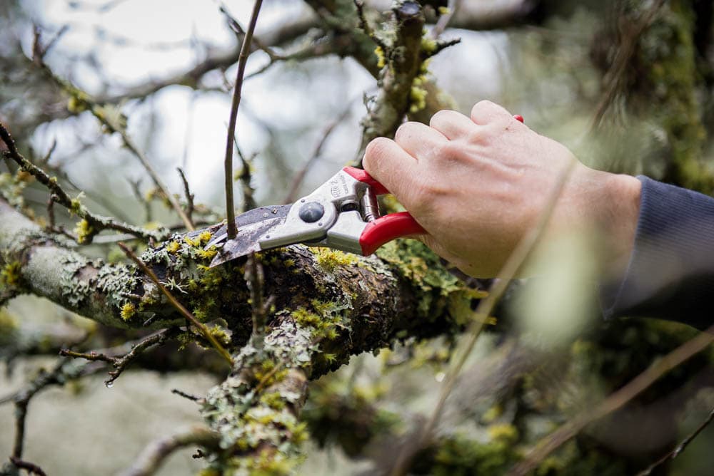 Tree pruning