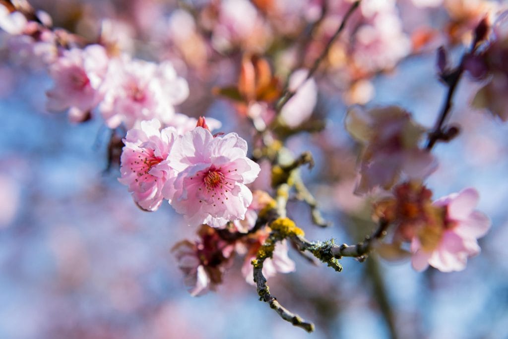 Cascadia Tree Care takes care of all your tree pruning