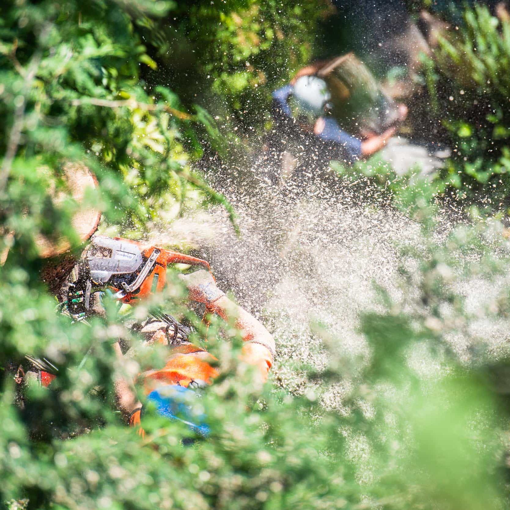 Certified arborist in Vancouver tree removal