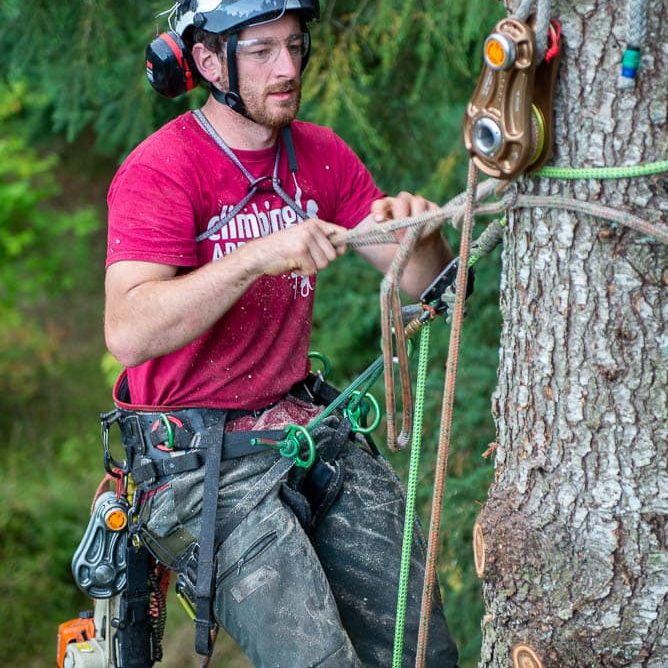 Tree removal services