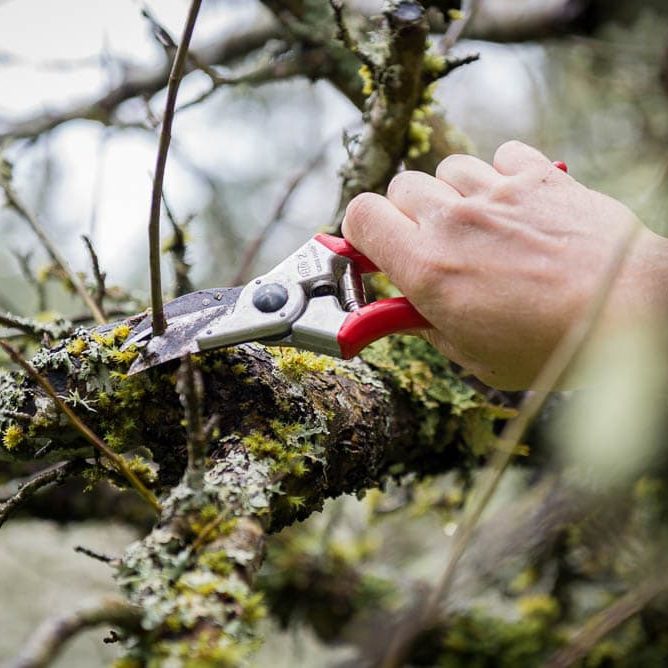 Tree pruning