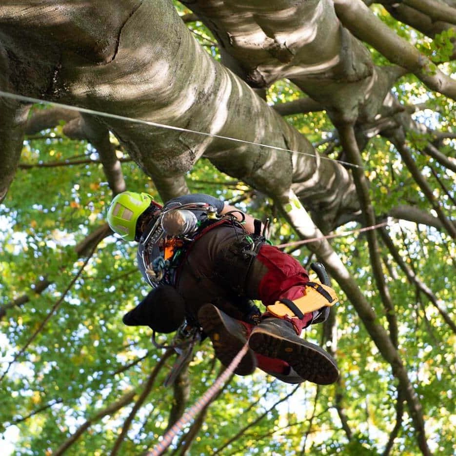 Arborist climbing a tree