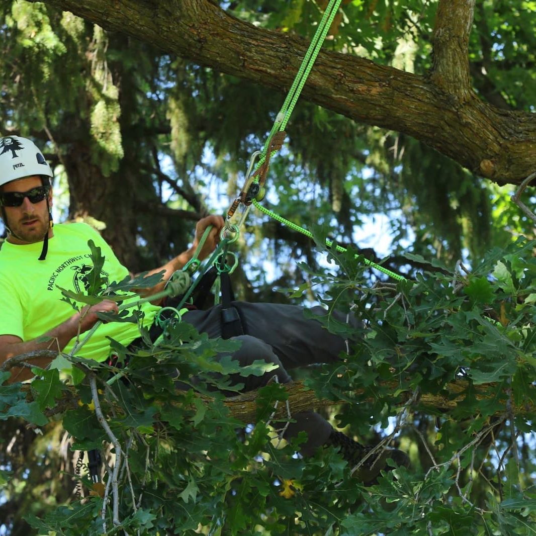 pruning
